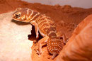 Der knopfartig verdickten Schwanzspitze verdankt der Kopfschwanzgecko seinen deutsche Bezeichnung, auch im englischen wird mit Knobtailgecko darauf Bezug genommen