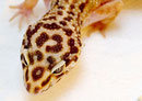 MADAME MIM, Red Stripe het. Bell Albino Weibchen