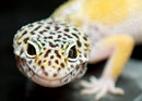 GINGER, Mack Snow Ghost Speckled Weibchen