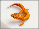 Broken Stripe Tangerine Albino