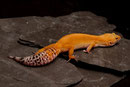 PAPILLON, Electric x Hotgecko cross Weibchen