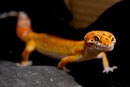 CHILI, Electric Tangerine Männchen