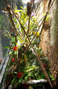 Vladimir - Terrarium