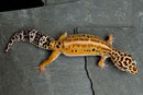 MADAME MIM, Red Stripe het. Bell Albino Weibchen
