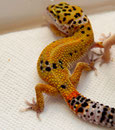 Nachzucht von Dottie aus 2009