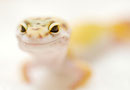 BELLE, Electric x Bell albino Weibchen