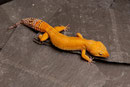 LUCY, Electric x Tangerine Tornado Weibchen