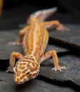 Red Stripe Bell Albino Holdback