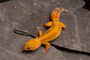 CLEMENTINE, Electric x Tangerine Tornado Weibchen