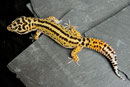 AUGUSTIN, Stripe het. Bell Albino Männchen