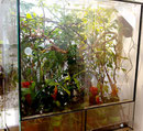 Das Terrarium ein Jahr später