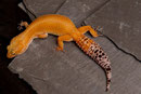 PAPILLON, Electric x Hotgecko cross Weibchen