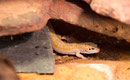 Limey, White & Yellow Männchen