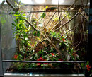 Vladimir - Terrarium