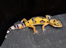 ABBY, Aberrant het Tremper Albino Weibchen als Jungtier