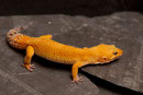 LUCY, Electric x Tangerine Tornado Weibchen