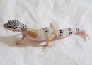 GINGER, Mack Snow Ghost Speckled als 5 Monate altes Jungtier