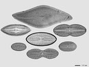 © Charles Suslavage  - Pleurosigma angulatum (Quekett) W. Smith - Navicula palpebralis Brébisson ex W. Smith - Diploneis sp. - Lyrella abrupta (Gregory) D. Mann - Diploneis litoralis (Donkin) Cleve - Diploneis sp. - Diploneis stroemi Hustedt