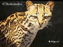 オセロット woodburning+acrylic 205x155mm