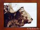 アフリカンバッファロー woodburning 545x730mm