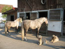 Tamie, Ben, Vinco und Latido