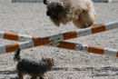 Agility