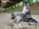 Tamie mit unserem Lusitano Hengst Vinco