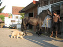 Tamie und PRE Hengst Danubio