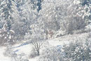Aasen im Winter 2008/2009