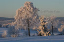 Winterzeit auf dem Golfplatz im Januar 2009