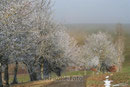 Aasen im Winter 2008/2009