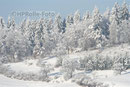 Aasen im Winter 2008/2009