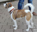 Allegro Theo vom Huvenhoop, F2