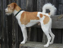 Xedry von der Holderheide, F1