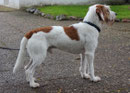 Bruno aus dem Hummelgarten, F2