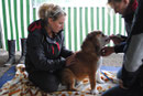 Abtasten des Hundes