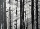 schwarz-weißer Wald 40x30cm 2010 Acryl