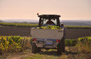 La récolte Vendanges Domaine de l'Ermitage Menetou-Salon Photo: V.Hadengue