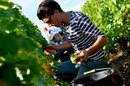 Vendanges Domaine de l'Ermitage Menetou-Salon Photo: V.Hadengue