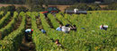 Vendanges Domaine de l'Ermitage Menetou-Salon Photo: V.Hadengue