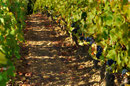Vignoble Pinot Noir Domaine de l'Ermitage Menetou-Salon Photo: V.Hadengue