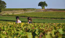 Vendangeurs Domaine de l'Ermitage Menetou-Salon Photo: V.Hadengue