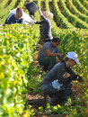 Vendangeurs Domaine de l'Ermitage Menetou-Salon Photo: V.Hadengue