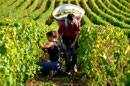 Vendangeurs Domaine de l'Ermitage Menetou-Salon Photo: V. Hadengue