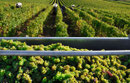 Vendanges Domaine de l'Ermitage Menetou-Salon Photo: V.Hadengue