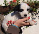 06.11.2014 - BARNEY sagt DANKE - ♥ ImpfPatenFellchen von Dagmar/Nessi ♥ Wir wünschen dir alles Liebe im neuen Leben, kleiner Barney ♥