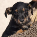 06.11.2014 - BERTI sagt DANKE - ♥ ImpfPatenFellchen von Gaby/cindy ♥ Wir wünschen dir alles Liebe im neuen Leben, kleiner Berti ♥