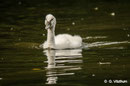 Höckerschwan, Enzauenpark Pforzheim