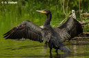 Kormoran, Enzauenpark Pforzheim
