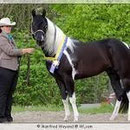Paint Horse Deckhengst Fairbar Leo Illusion